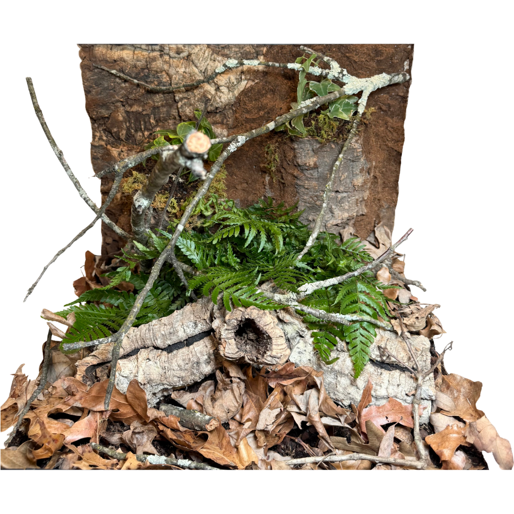 Bioactive Forest Kit