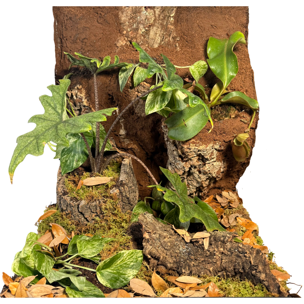 Bioactive Jungle Kit