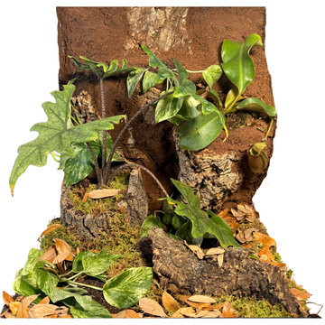 Bioactive Jungle Kit