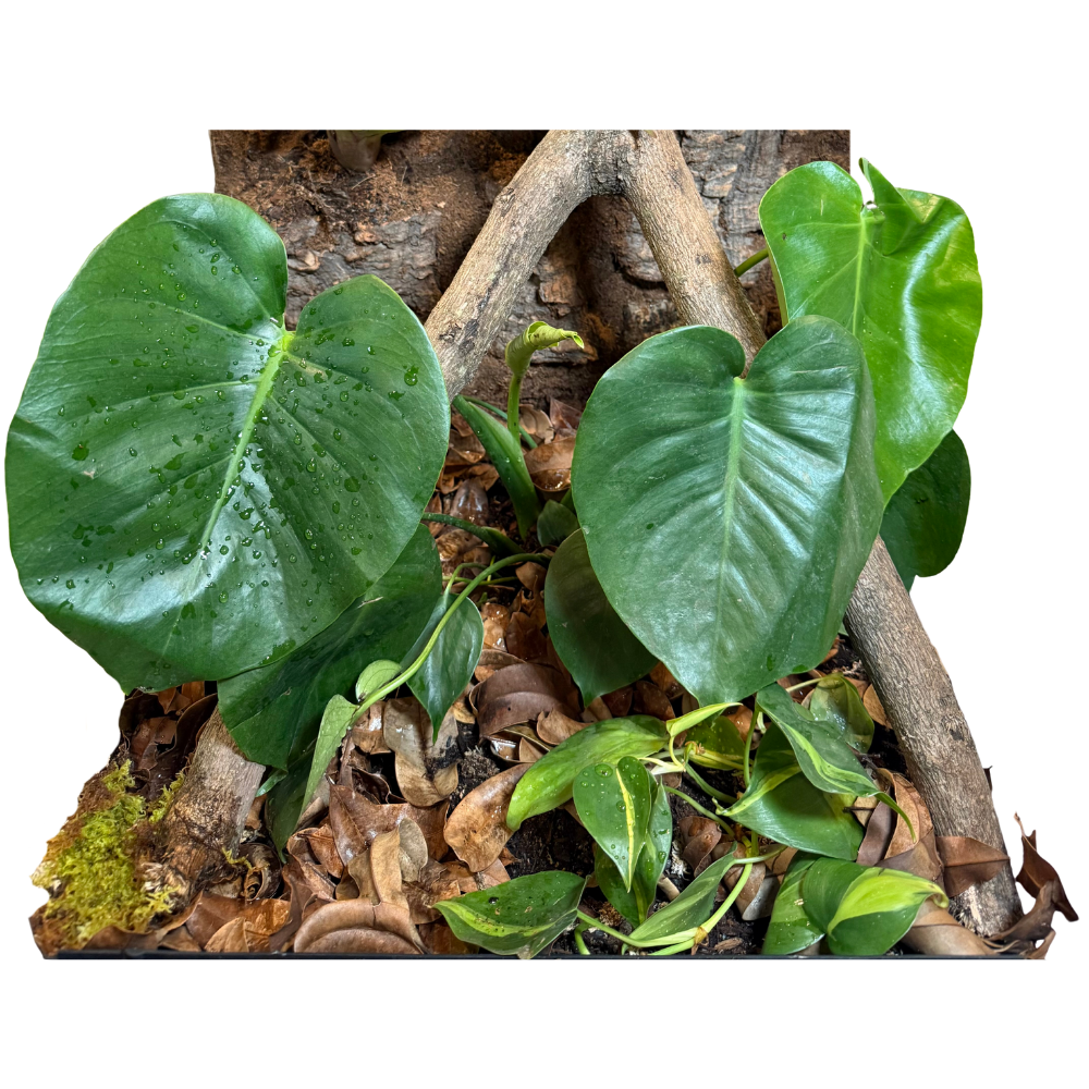 Bioactive Rainforest Kit