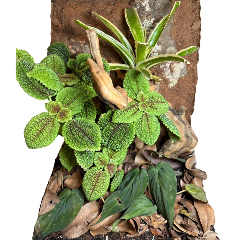 Bioactive Rainforest Kit