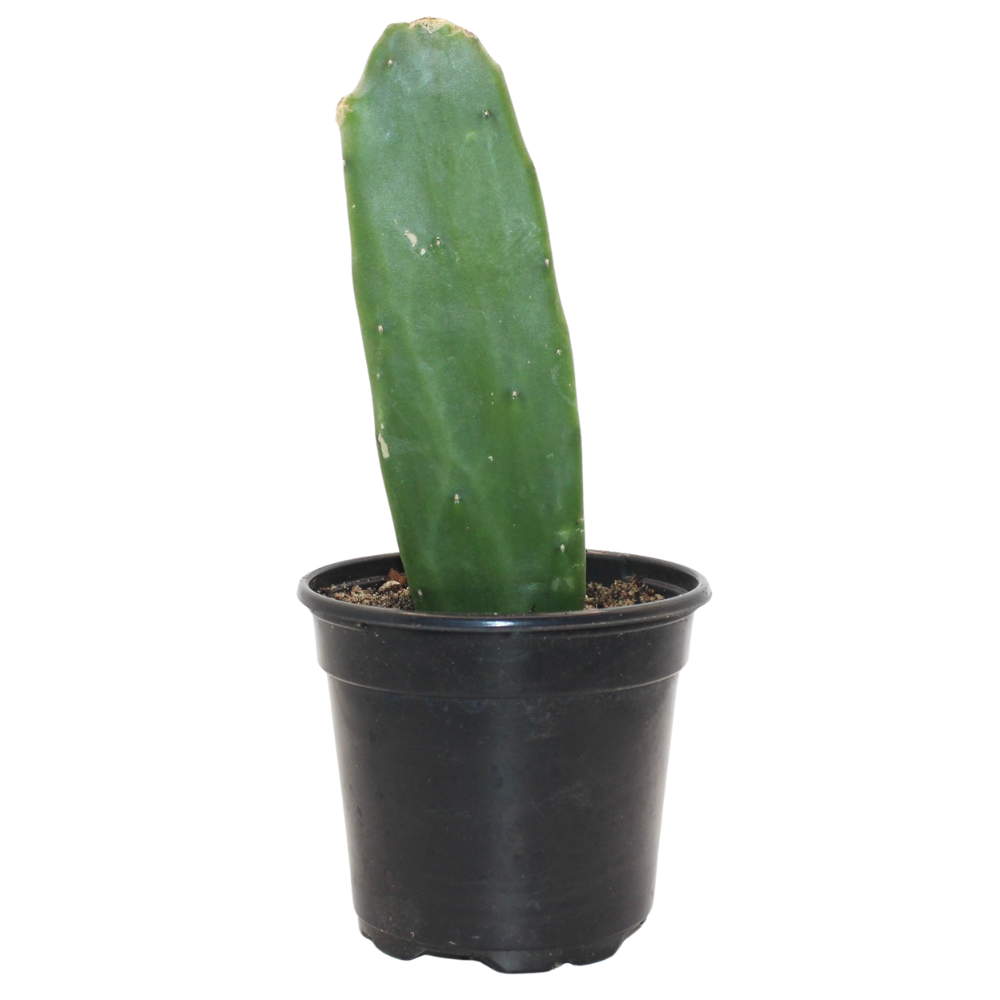 Desert cactus plant used in Crawlspace bioactive reptile kits
