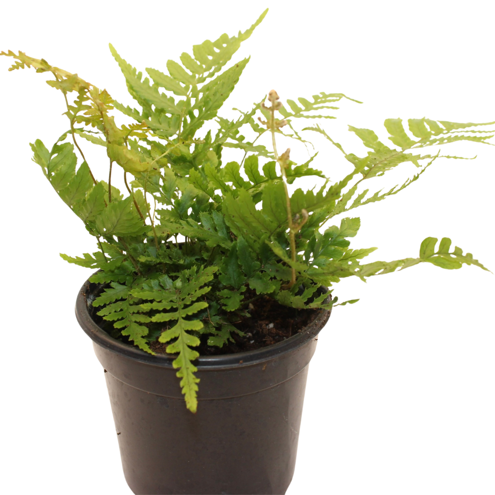 Bioactive Forest Kit