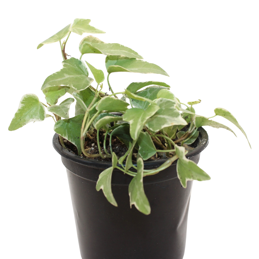 Bioactive Forest Kit