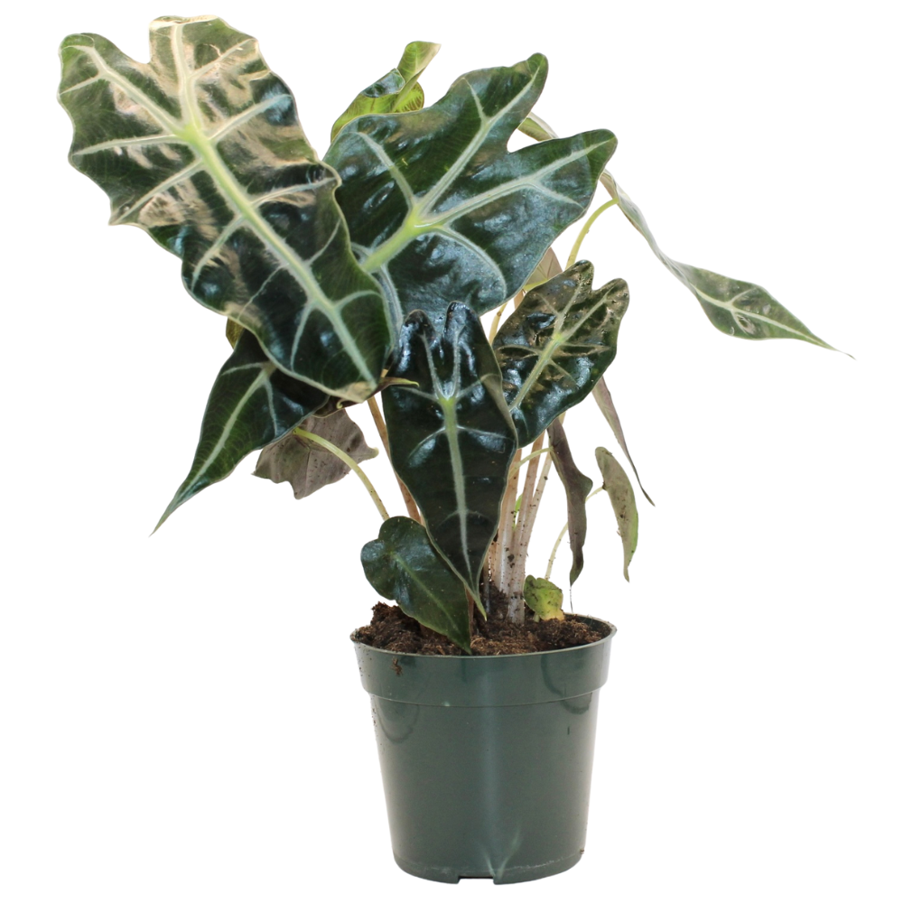 Bioactive Jungle Kit
