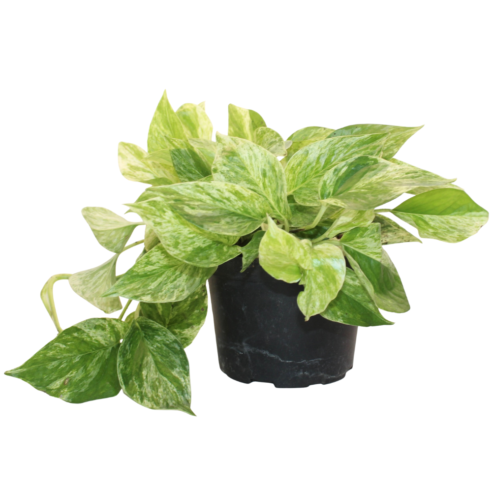 Bioactive Jungle Kit