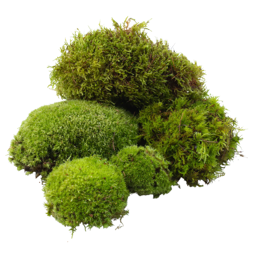 Bioactive Jungle Kit