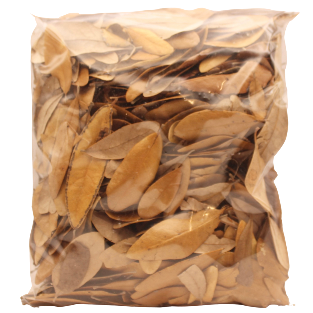Bioactive Rainforest Kit