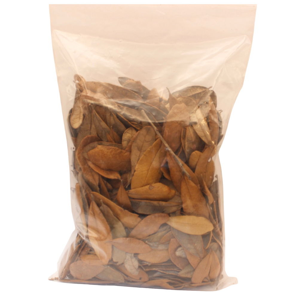 Bioactive Rainforest Kit
