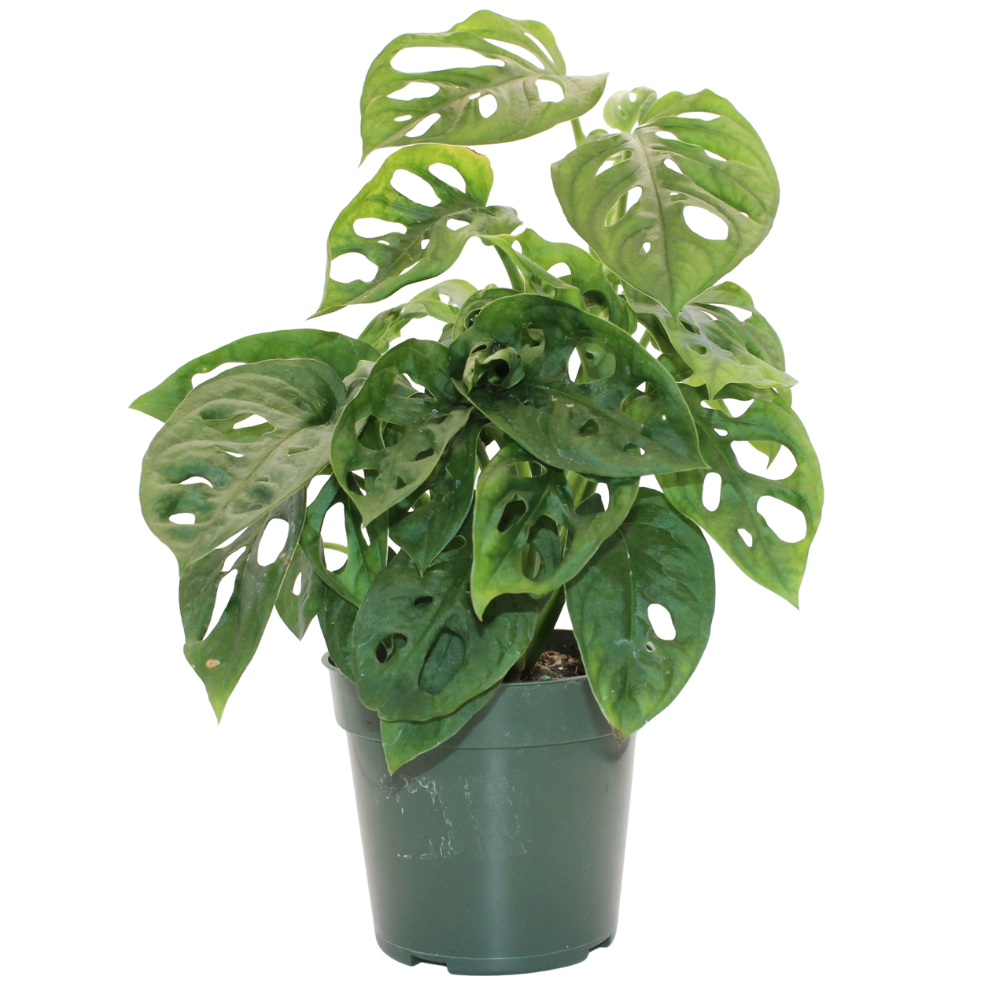Bioactive Rainforest Kit