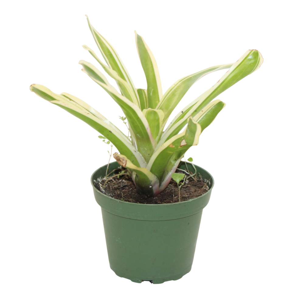 Bioactive Rainforest Kit