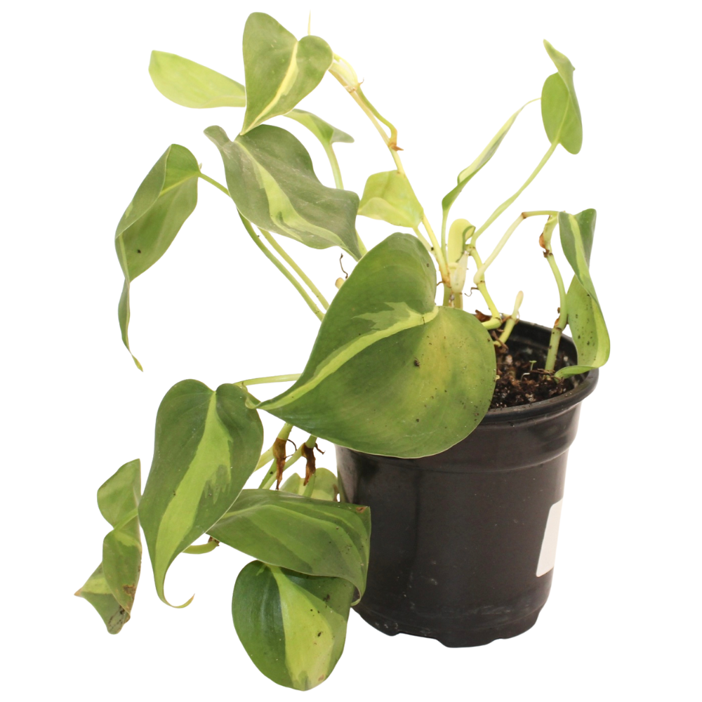 Bioactive Rainforest Kit